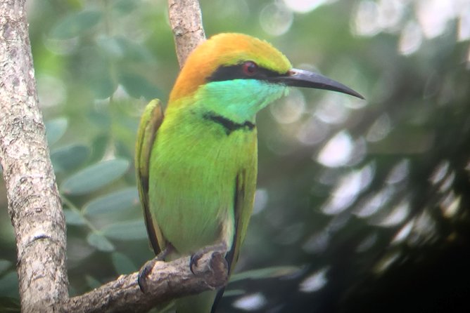 Bundala Birds Safari by Jeeps - Your 3 hour, 15 minute rhythm in a small group