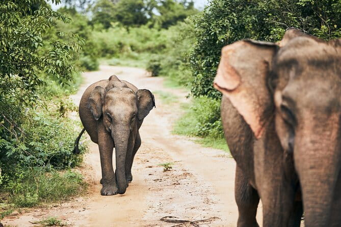 Bundala National Park by Ajith Safari - Key highlights worth caring about