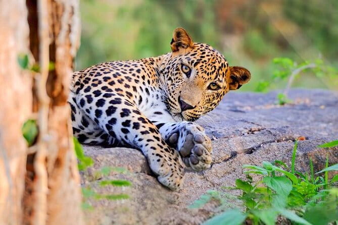 Bundala National Park by Ajith Safari - Morning vs evening vs full-day: which option fits your style