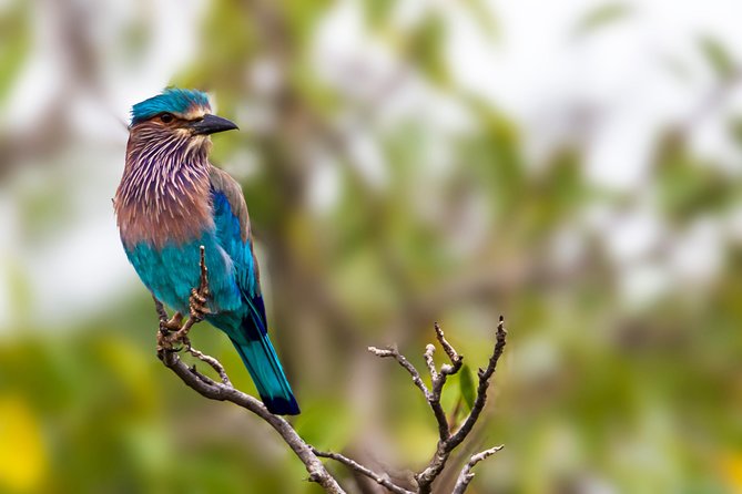 Bundala National Park Safari - What you might actually see: elephants, crocodiles, flamingos, and more
