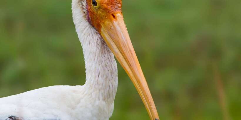 Bundala National Park Safari - Birding Paradise Tour - The 3-Hour Morning or Evening Safari: What the Ride Really Feels Like