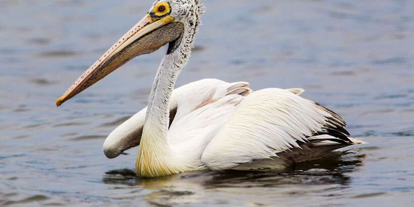 Bundala National Park Safari - Birding Paradise Tour - Birds in Bundala: Migratory Season Makes It Extra Special