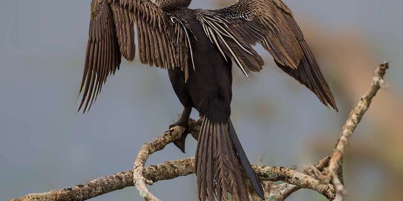 Bundala National Park Safari - Birding Paradise Tour - Wildlife Chances Beyond Birds (And Why You Should Keep Your Eyes Up)