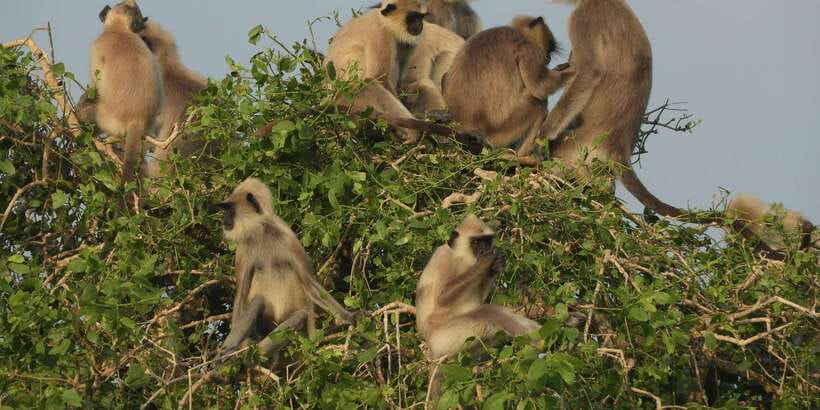 Bundala National Park Safari (PRIVATE TOURS) - Key things I’d circle before you book