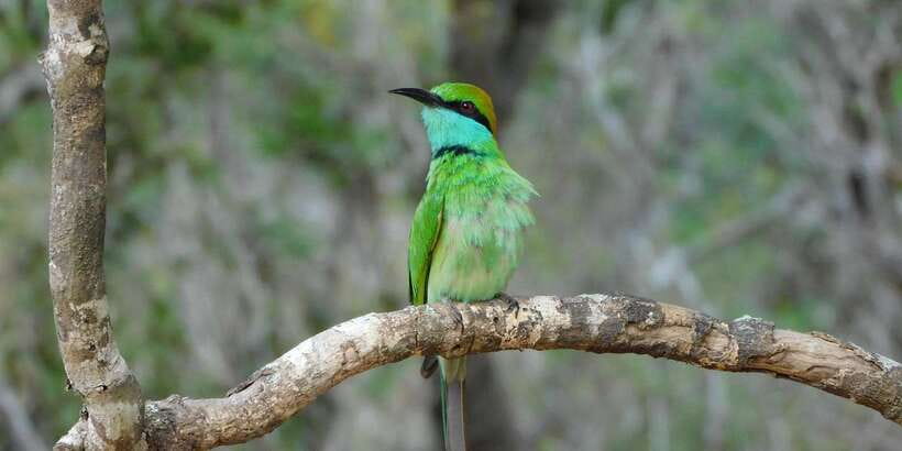 Bundala National Park Safari (PRIVATE TOURS) - Who should book this private Bundala safari