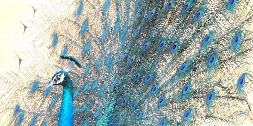 Bundala National Park Safari (PRIVATE TOURS) - Why Bundala National Park is built for birds, not just sightings