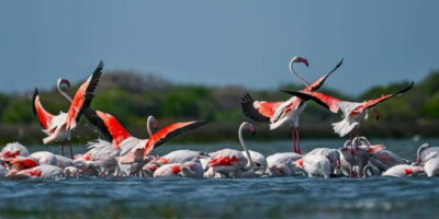 Bundala National Park Safari (PRIVATE TOURS)