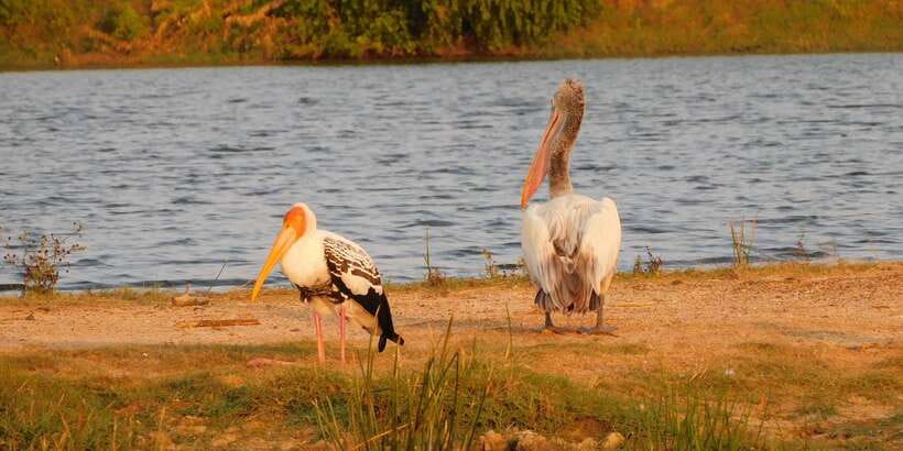 Bundala National Park Safari (PRIVATE TOURS) - The wildlife and bird highlights that make this park worth the ride