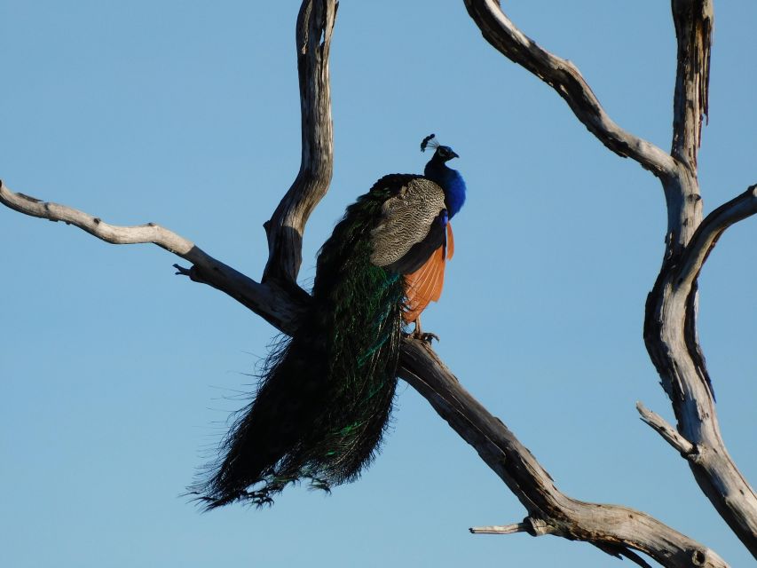 Bundala National Park Safari (PRIVATE TOURS) - Extras that can turn a safari into a full nature moment