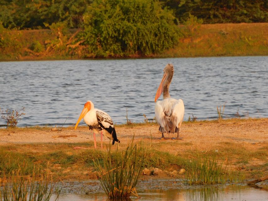 Bundala National Park Safari (PRIVATE TOURS) - Best time to go in Bundala, for birds and for elephants