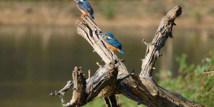 Bundala National Park Safari (PRIVATE TOURS) - Price and logistics: how to judge value beyond the headline cost