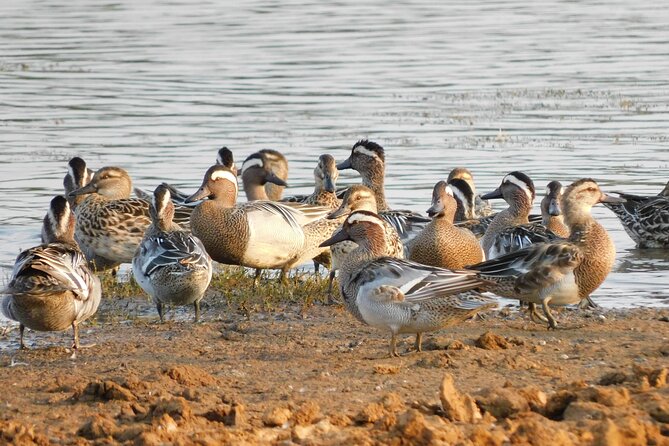 Bundala National Park Safari (PRIVATE TOURS)- Morning & Afternoon - Bundala Wetlands and Golden Dunes: Bird Watching Done Right