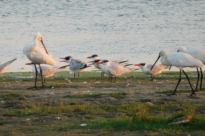 Bundala National Park Safari (PRIVATE TOURS)- Morning & Afternoon - Morning vs Afternoon Safari: Choosing the Right Light and Timing