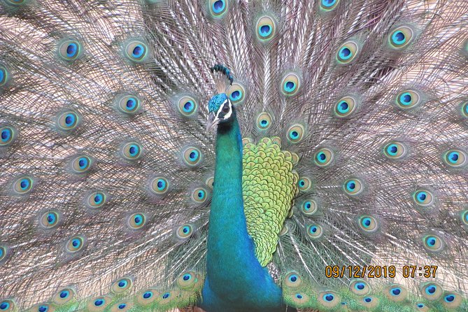 Bundala National Park Safari (PRIVATE TOURS)- Morning & Afternoon - Getting to Bundala National Park from Tissamaharama (and What to Expect)