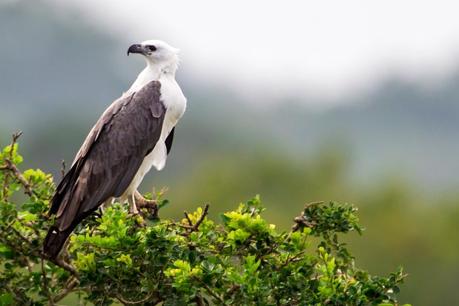 Bundala National Park Safari - Price and what you get for $88 per person