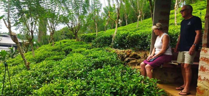 Ceylon Tea Experience from Colombo Port Passenger Terminal - Key Highlights You’ll Feel Right Away