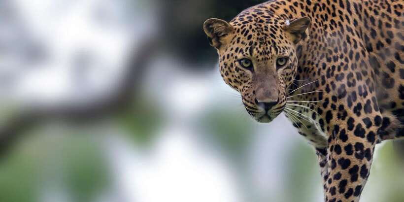 Colombo/Bentota: Safari Trip to Yala & Udawalawe w/ Picnic - A Long Wildlife Day: Colombo/Bentota Pickup to Two Parks
