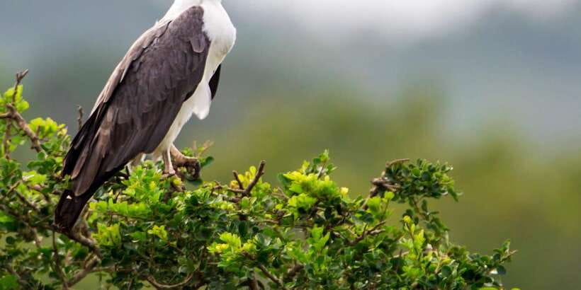 Colombo/Bentota: Safari Trip to Yala & Udawalawe w/ Picnic - Price and Logistics: Is $207 Per Person Good Value?