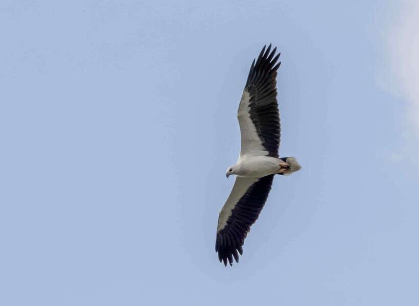 Colombo: Bird watching around Colombo-Guided Tour - 06 hours - Key Things That Make This Colombo Bird Tour Worth Your Time