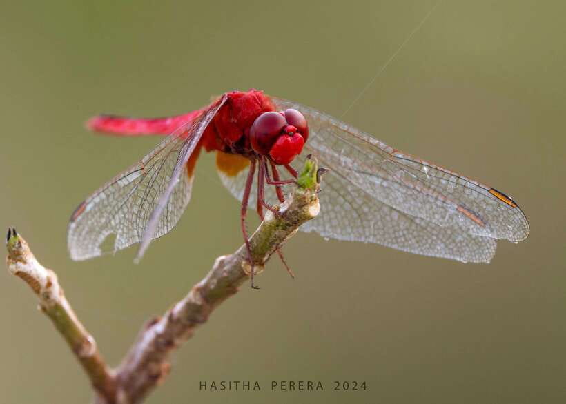 Colombo: Bird watching around Colombo-Guided Tour - 06 hours - Colombo Wetlands in 6 Hours, the Smart Way to Bird-Watch