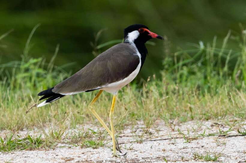 Colombo: Bird watching around Colombo-Guided Tour - 06 hours - How the 6-Hour Route Plays Out in Real Life