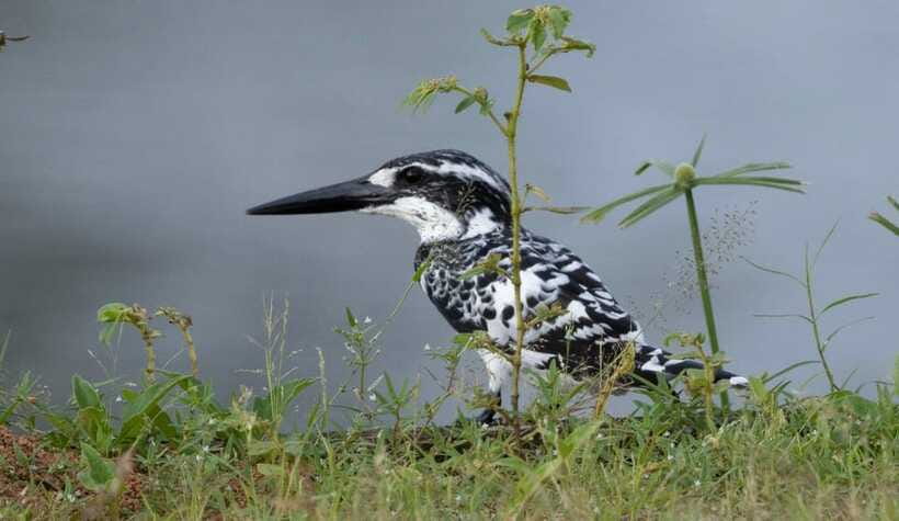 Colombo: Bird watching around Colombo-Guided Tour - 06 hours - Stop One, Lakes and Wet Edges Where Birds Feed and Watch