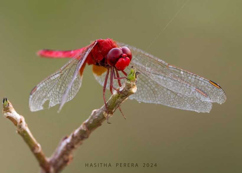 Colombo: Bird watching around Colombo-Guided Tour - 06 hours - What You Will Spot Beyond Birds