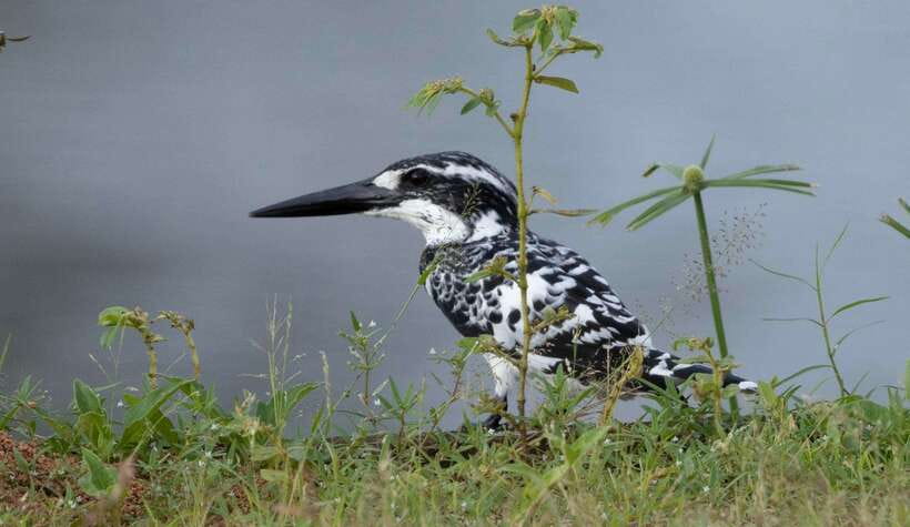 Colombo: Bird watching around Colombo-Guided Tour - 06 hours - Your Guide and Why Identification Changes Everything