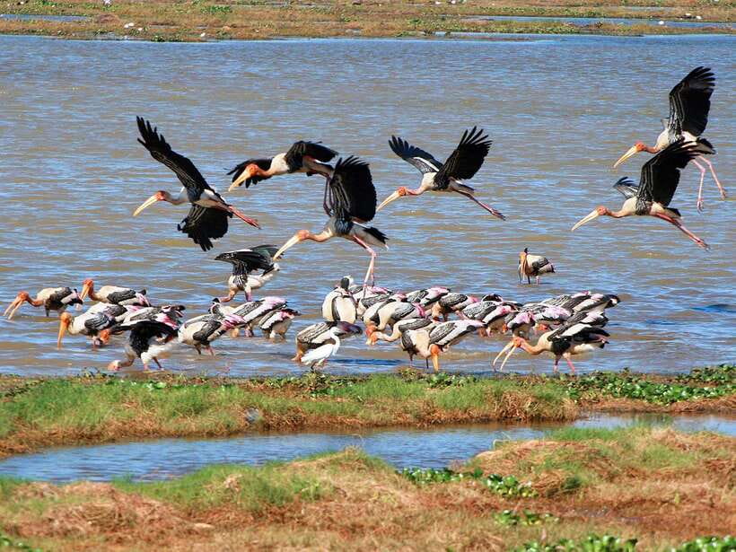 Colombo/Negombo: Muthurajawela & Dutch Canal Boat Adventure - Key highlights you will care about