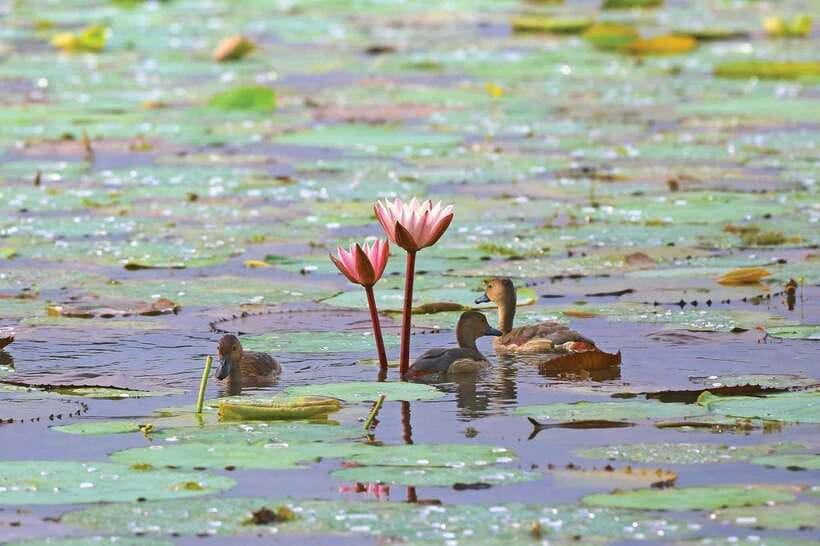 Colombo/Negombo: Muthurajawela & Dutch Canal Boat Adventure - What you’ll see on Hamilton Canal: fishermen, houses, birds, mangroves