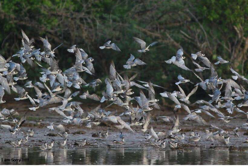 Colombo/Negombo: Muthurajawela & Dutch Canal Boat Adventure - What to bring (and how to make the most of photo and bird time)
