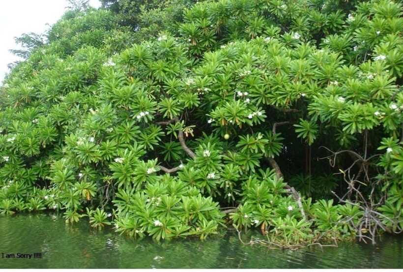 Colombo/Negombo: Muthurajawela & Dutch Canal Boat Adventure - Who this tour suits best, and who should think twice