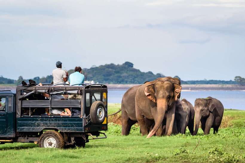 Colombo/Negombo: Sigiriya, Dambulla, and Minneriya Safari - Should you book this Colombo-Negombo-Sigiriya-Dambulla-Minneriya day trip?