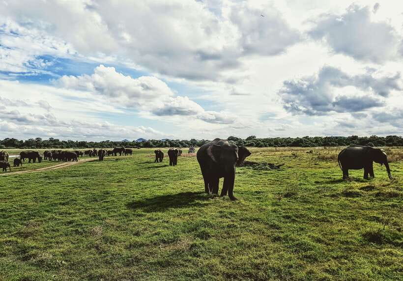 Colombo/Negombo: Sigiriya, Dambulla, and Minneriya Safari - Lunch break and the real cost picture (price vs. the add-ons)