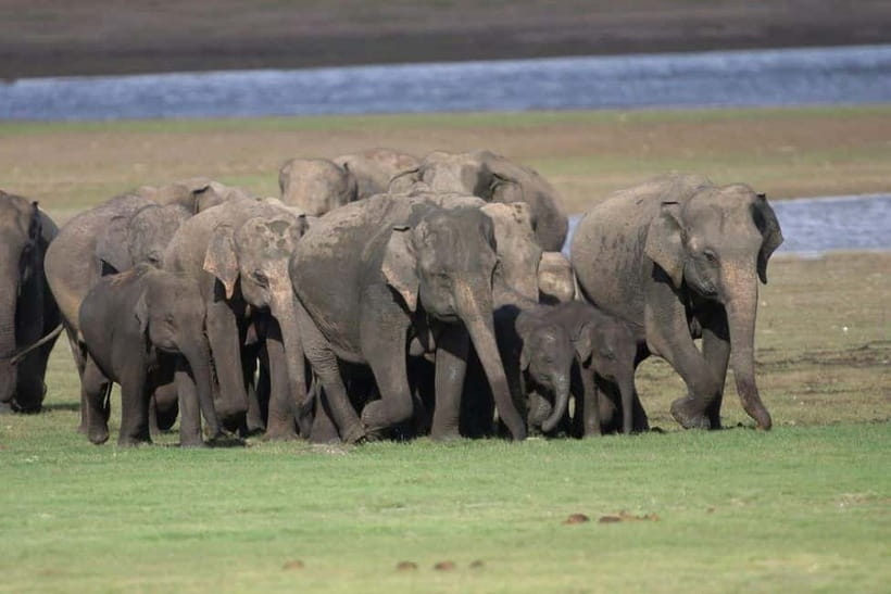 Colombo: Sigiriya, Dambulla Caves, & Wildlife Day Tour - Who this day tour suits best