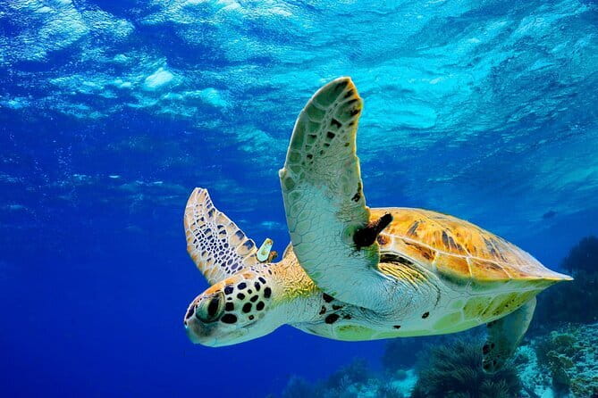 Colombo to Galle All Inclusive Private Day Tour - Key highlights before you go