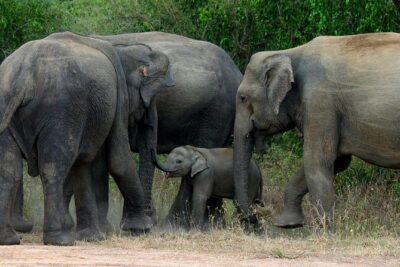 Colombo to Kandy,Ella & Yala 3 Day Tour