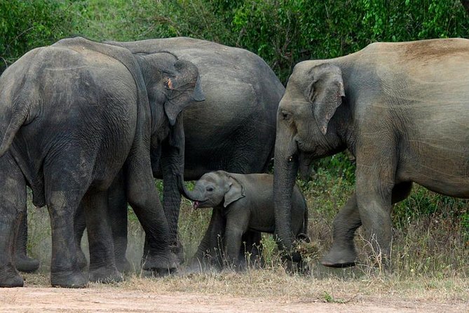 Colombo to Kandy,Ella & Yala 3 Day Tour - Why This 3-Day Colombo to Hill Country Route Makes Sense
