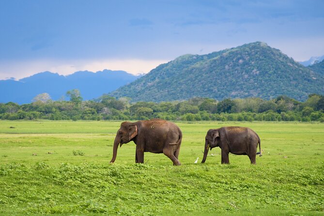 Colombo to Trincomalee Shuttle & Safari Drive - Minneriya National Park, elephants in the dry-season feeding zone