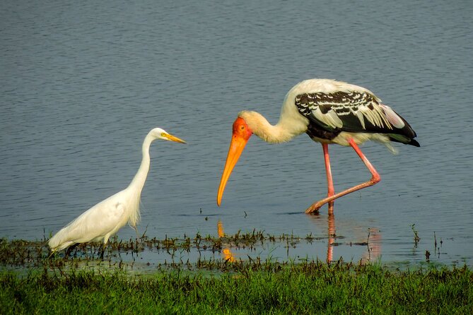 Colombo to Trincomalee Shuttle & Safari Drive - Jeep safari drive with an experienced tracker