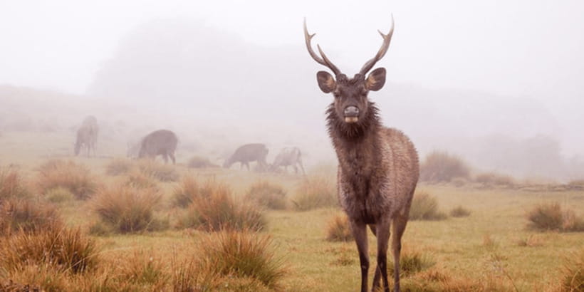 Comprehensive Excursion: Horton Plains and Pedro Tea Factory - Key highlights you’ll feel all day