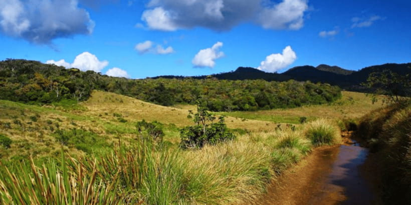 Comprehensive Excursion: Horton Plains and Pedro Tea Factory - Lunch in the hill country: included, but confirm the restaurant vibe