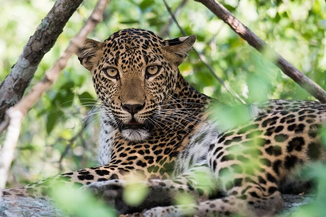 Customized 11-Day Flexible Sri Lanka Tour with Private Car - A Kandy cooking class, the kind of souvenir you can actually use