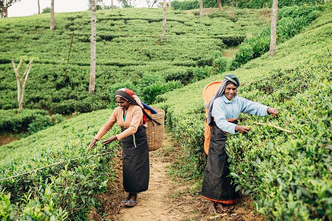 Customized 11-Day Flexible Sri Lanka Tour with Private Car - Peradeniya botanic gardens and Ramboda, then tea country in Nuwara Eliya
