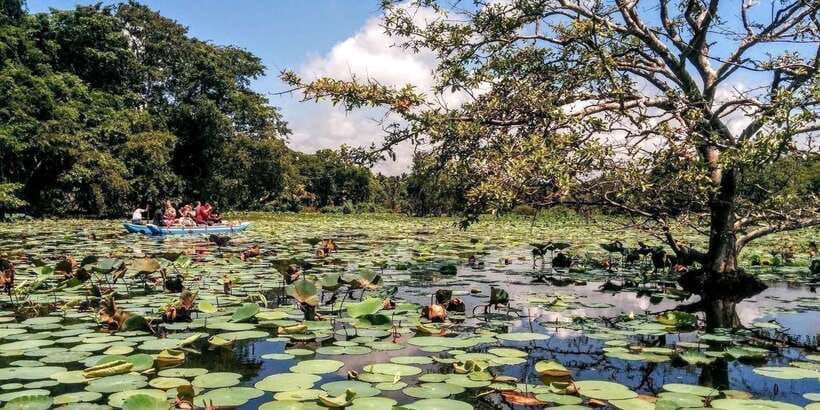 Dambulla: Caves Temple & Traditional Village Tour with Lunch - Key Points at a Glance