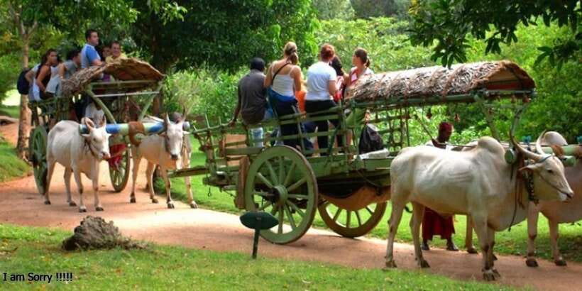 Dambulla: Caves Temple & Traditional Village Tour with Lunch - Dambulla Cave Temple, 80+ Caves Up High