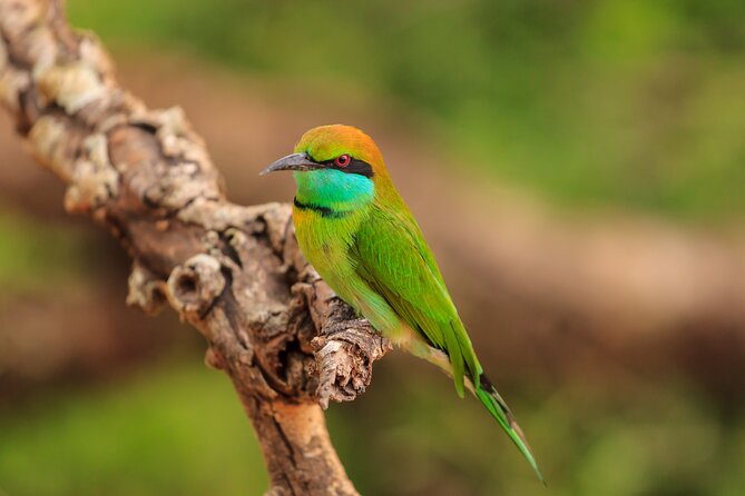 Day Excursion at Udawalawe National Park From Galle - What’s Not Included, And How To Budget Smartly