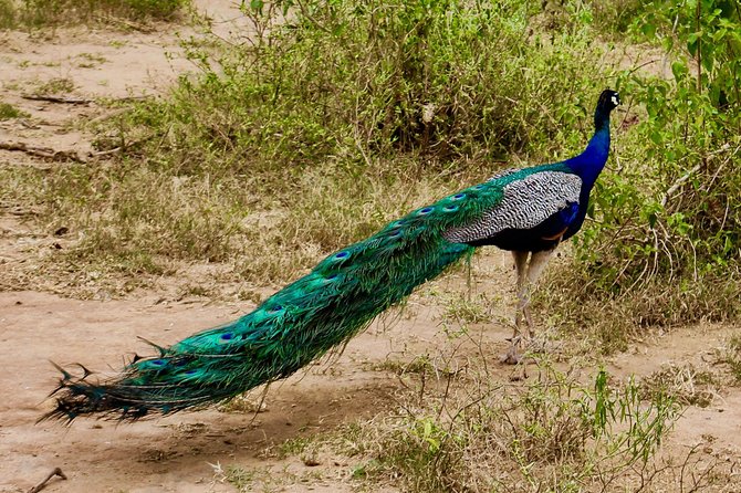 Day Excursion at Udawalawe National Park From Galle - Timing, Weather, And The Real-Life Schedule