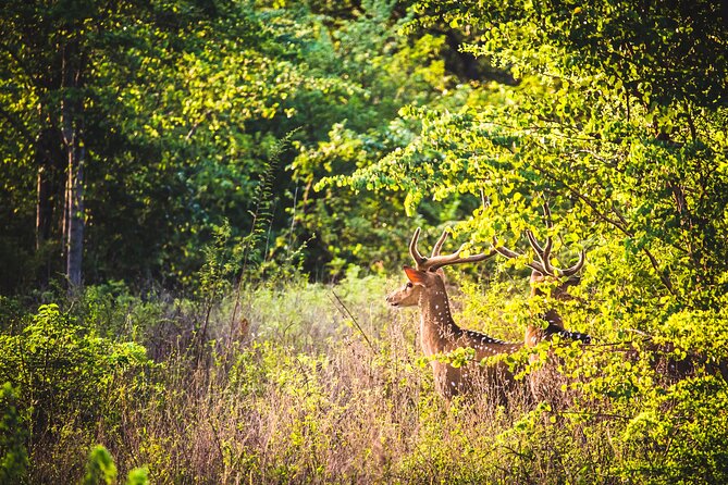 Day Excursion at Udawalawe National Park From Galle - Udawalawe National Park Jeep Safari: The 3 Hours That Usually Delivers