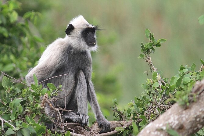 Day Excursion to Yala National Park From Colombo - A 6:00 am start that actually makes sense for Yala